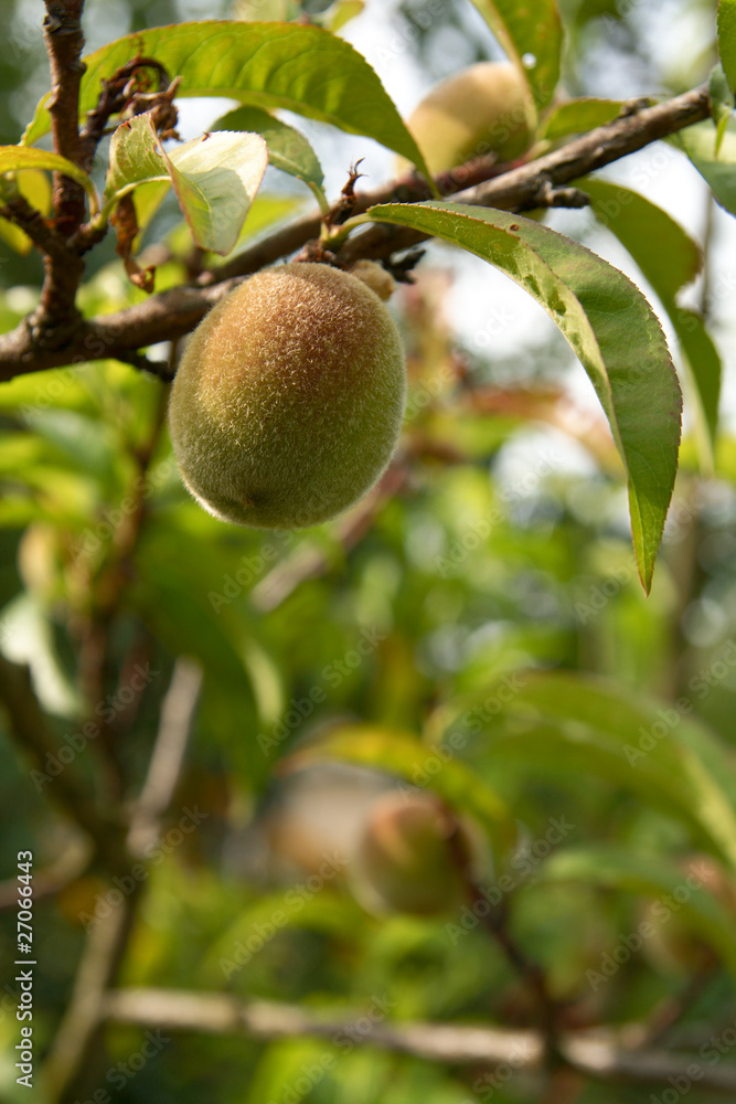 Einzelner Pfirsich am Baum