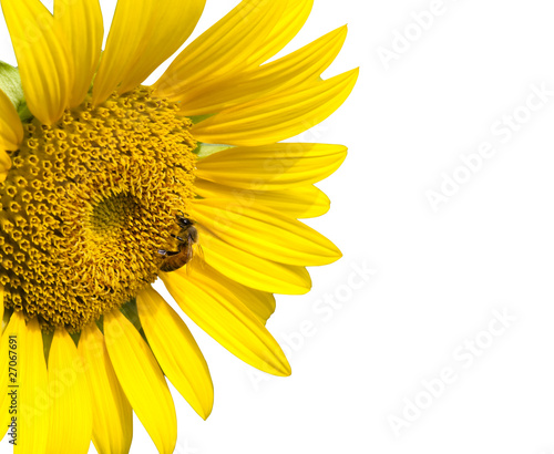 Bee on sunflower and isolated on white background