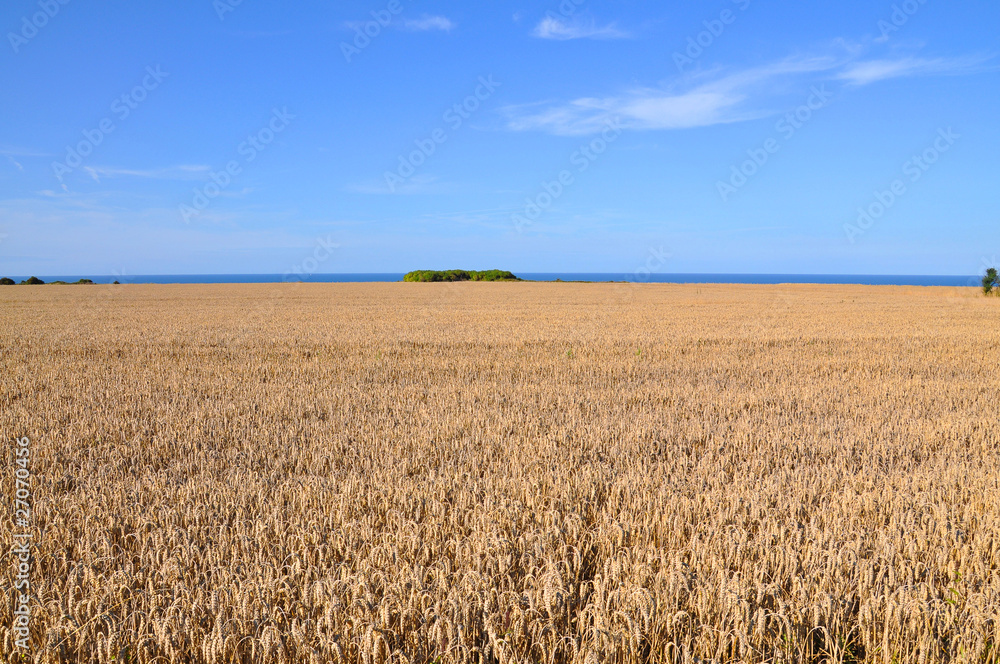 Champ de blé sur la côte normande, France
