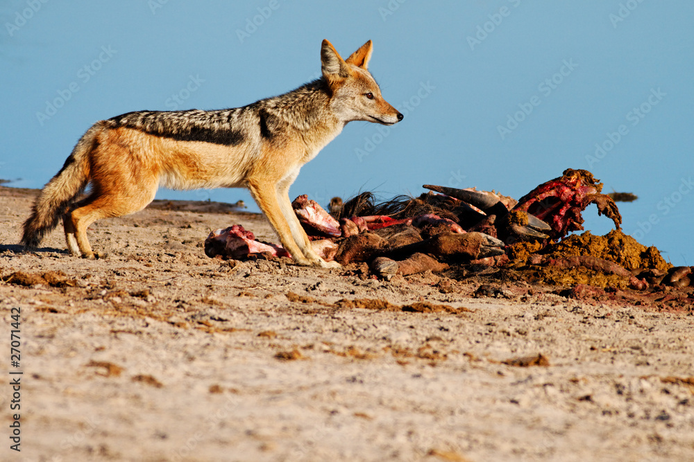 Black-backed Jackal scavenging from a Blue Wildebeest kill.