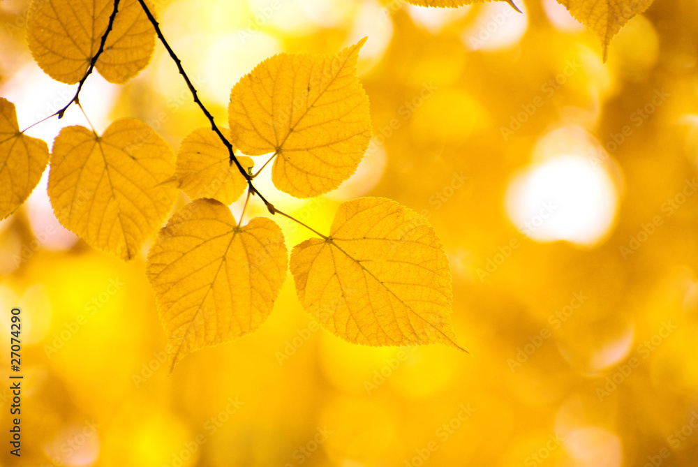 autumn leaves autumn leaves