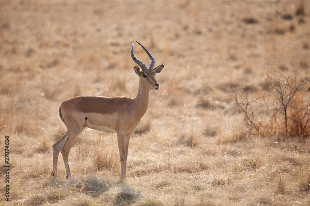 Antilope