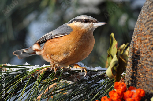 nuthatch photo