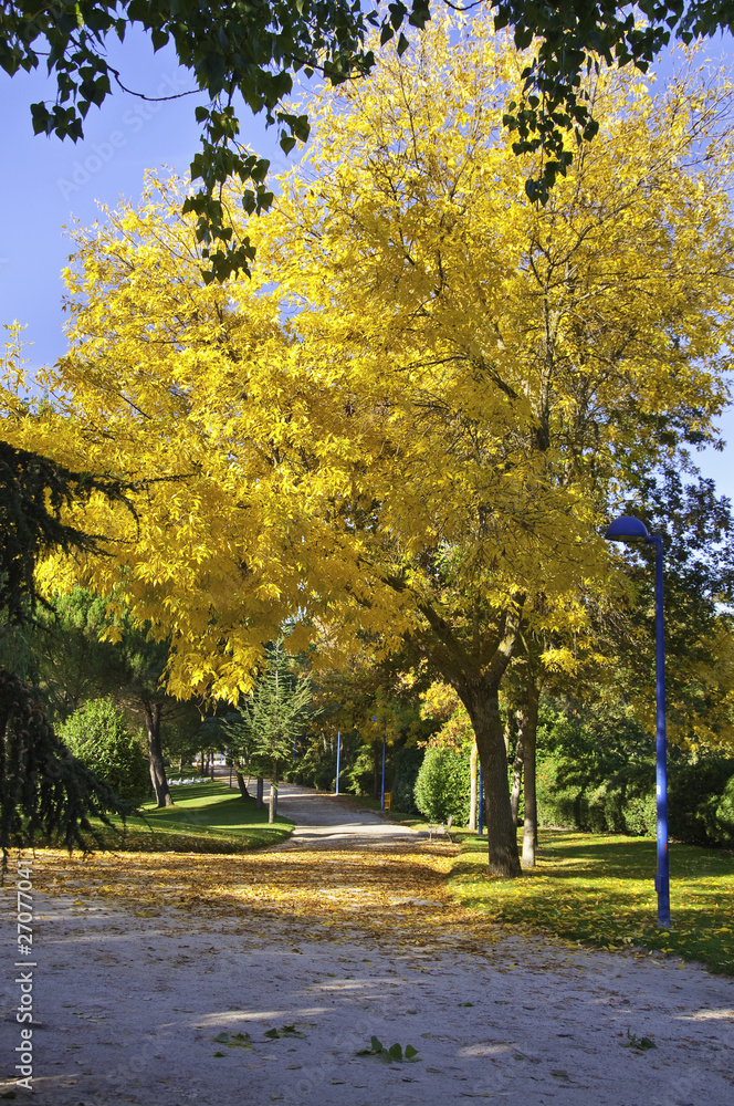 Fototapeta premium Parque otoñal