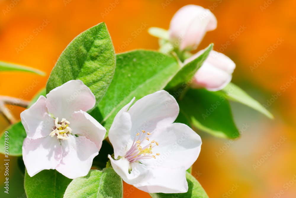 Obraz premium Quince flowers