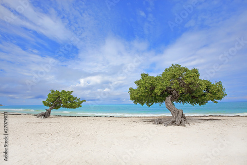 Bild auf Leinwand Divi Divi tree