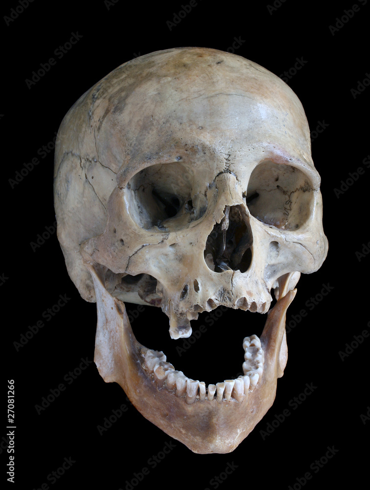 Obraz premium Skull.