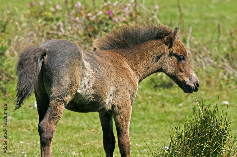 Pferd im Bodmin Moor, Cornwall - Pony in England Pferd im Bodmin Moor, Cornwall - Pony in England