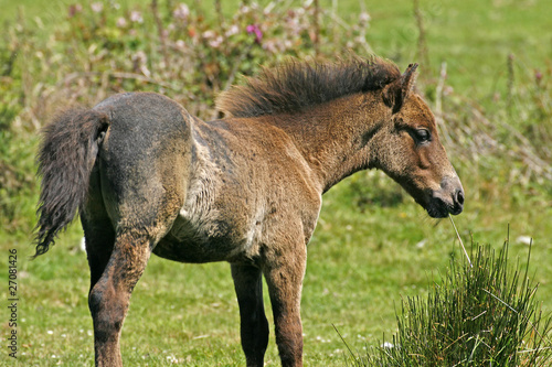Pferd im Bodmin Moor, Cornwall - Pony in England