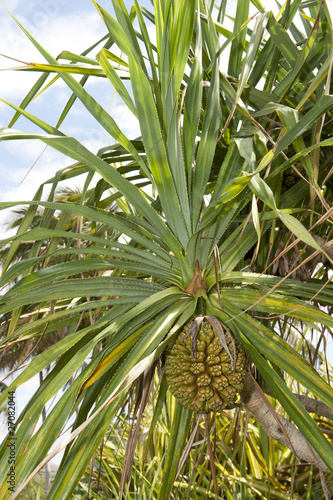 Wallpaper Mural Schraubenbaum Torontodigital.ca