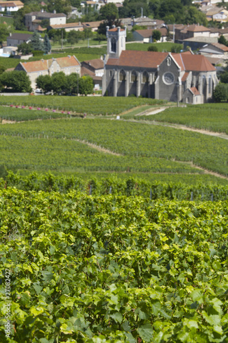 Vineyards in Burgundy, France.