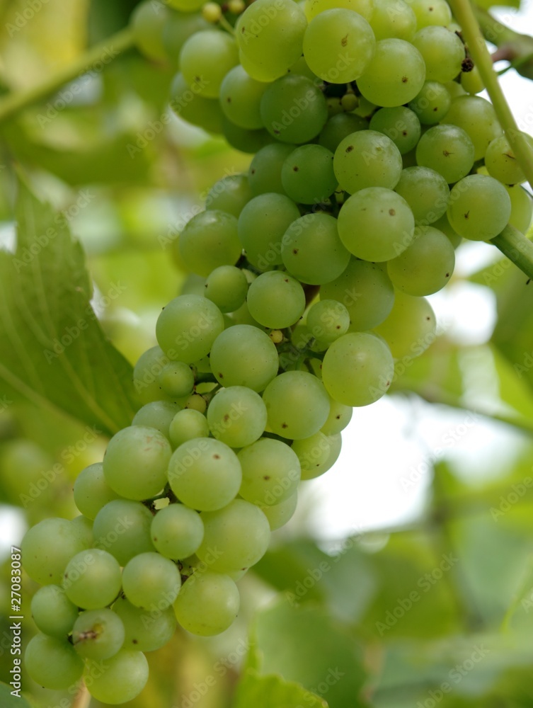 siting in the shade of the vine siting in the shade of the vine