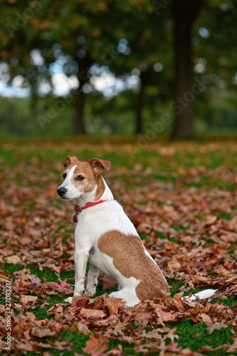 Parson Jack Russell Terrier sitting in park in Autumn leaves