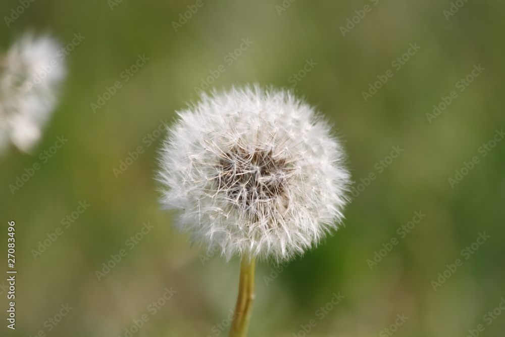 Dandelion