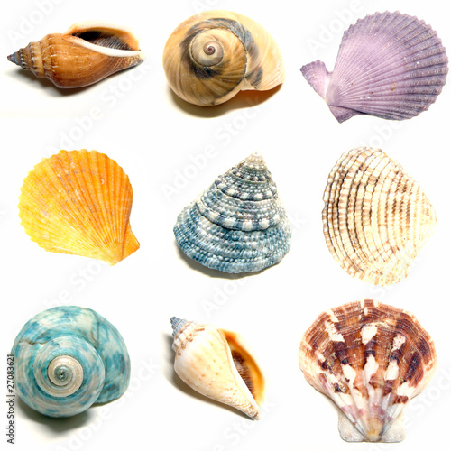 Obraz na plátně Colorful seashells on a white background