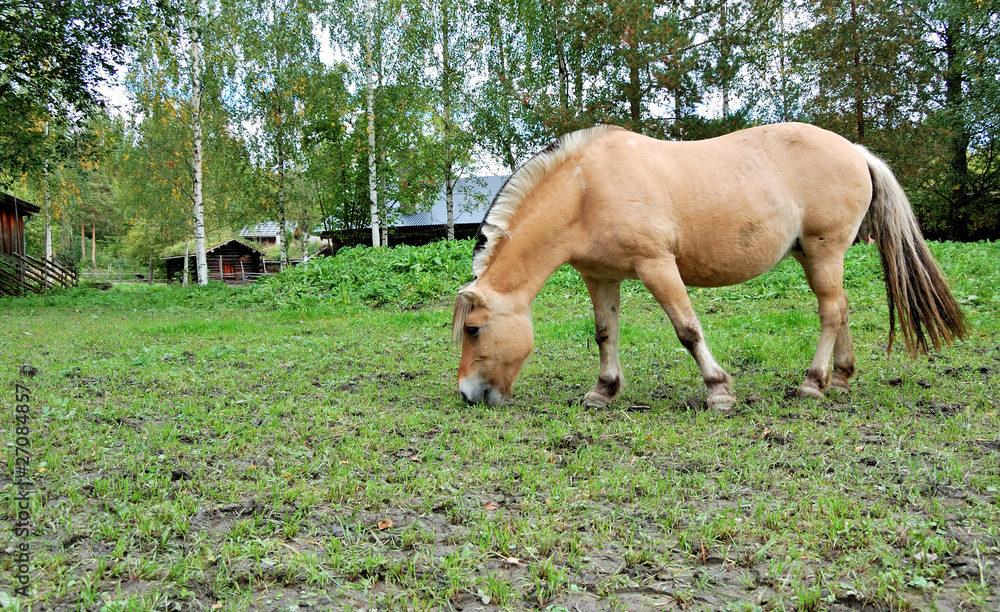 Obraz premium Fjord Horse