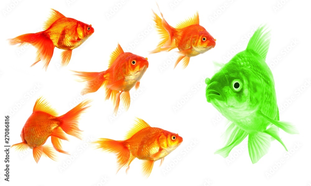 individual goldfish individual goldfish
