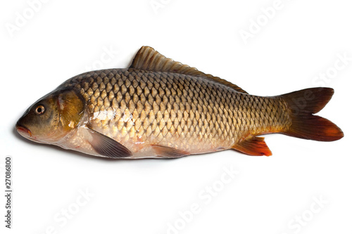 Fish (carp)