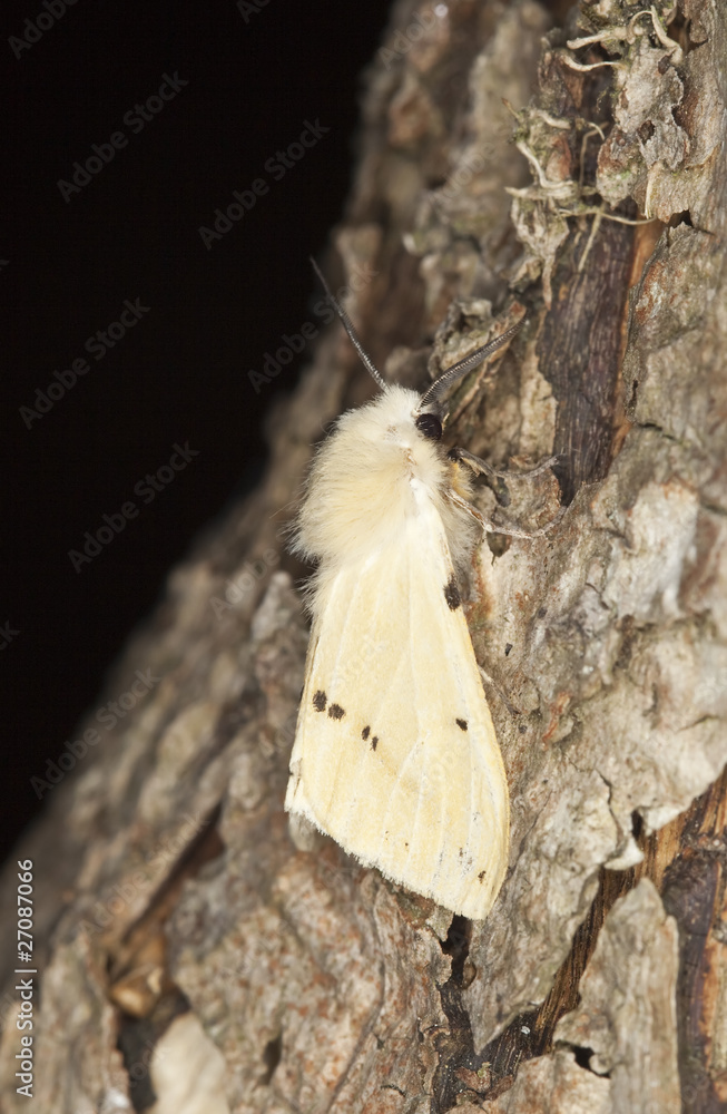 Obraz premium Buff ermine (Spilosoma lutea)