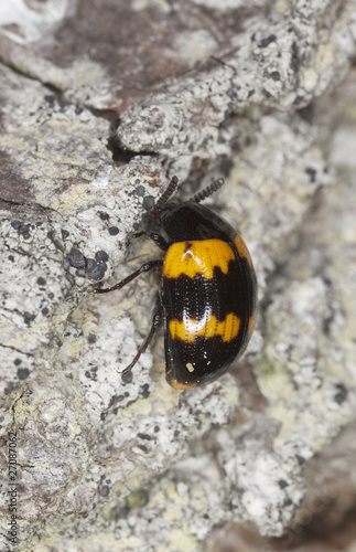 Mycophagous beetle (Diaperis boleti)