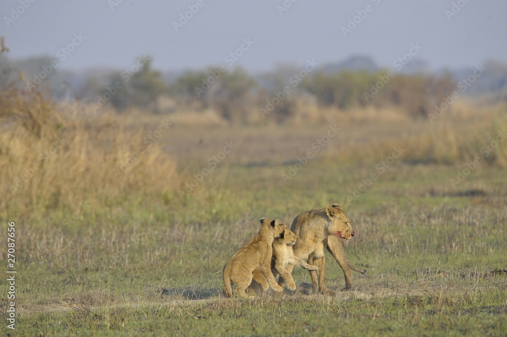 Lioness after hunting with cubs. Lioness after hunting with cubs.