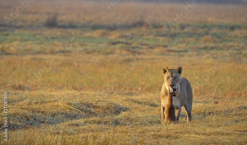 Lioness and prey.