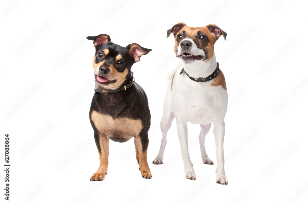 mixed breed dog mixed breed dog