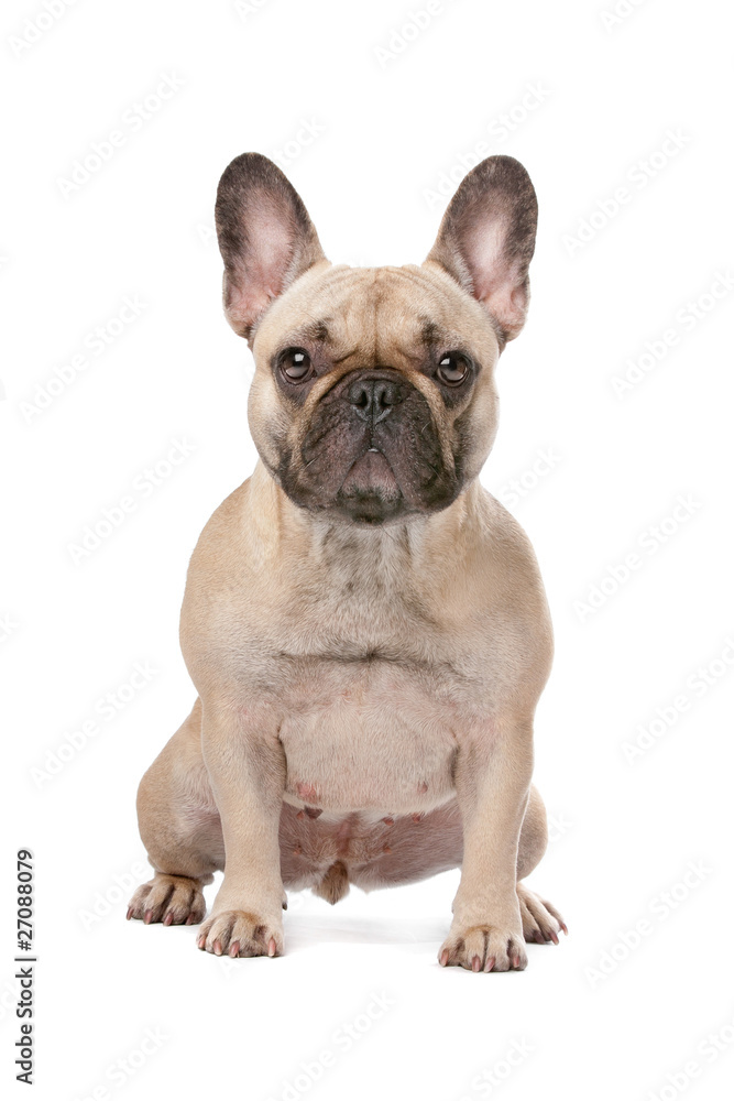 french bulldog french bulldog