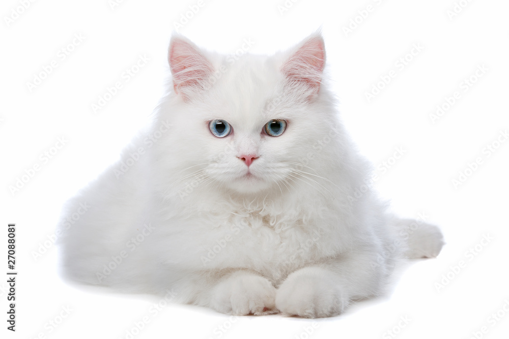 two White cats with blue and yellow eyes two White cats with blue and yellow eyes