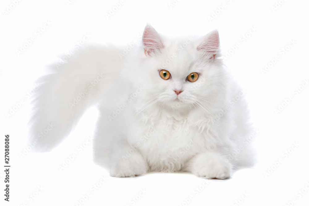 White cat with yellow eyes