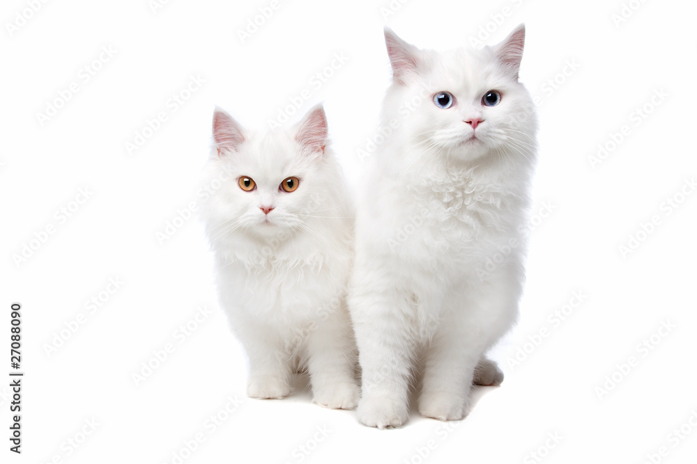 two White cats with blue and yellow eyes