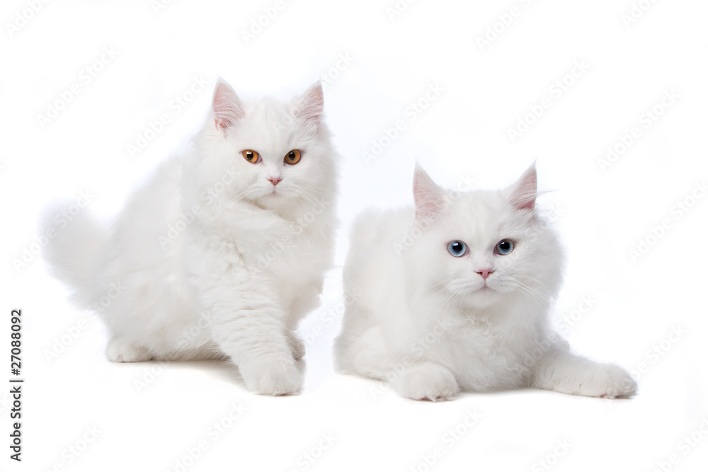 two White cats with blue and yellow eyes