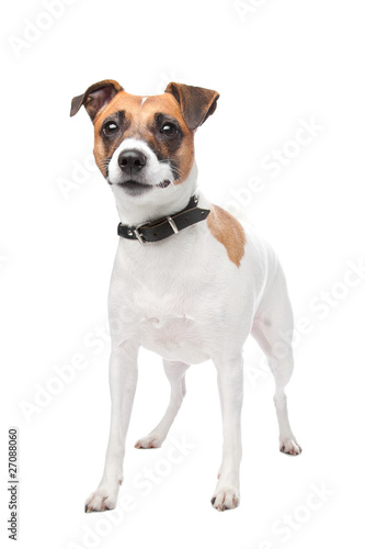 Jack russell terrier © Erik Lam