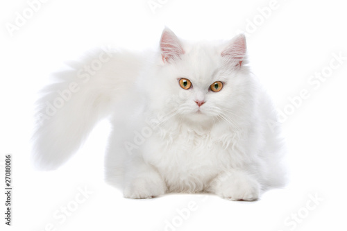 White cat with yellow eyes