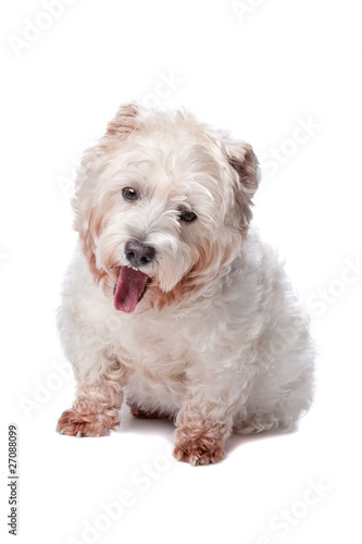 Fototapeta Naklejka Na Ścianę i Meble -  West Highland White Terrier