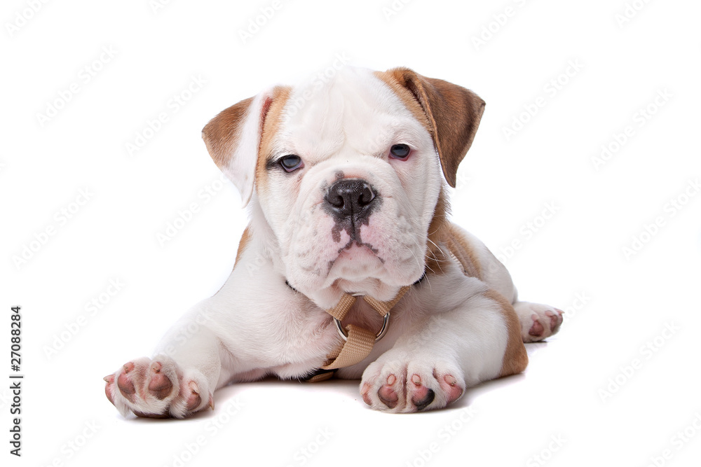 English Bulldog puppy lying down