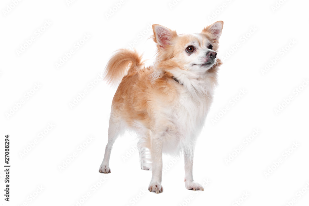 Obraz premium chihuahua dog