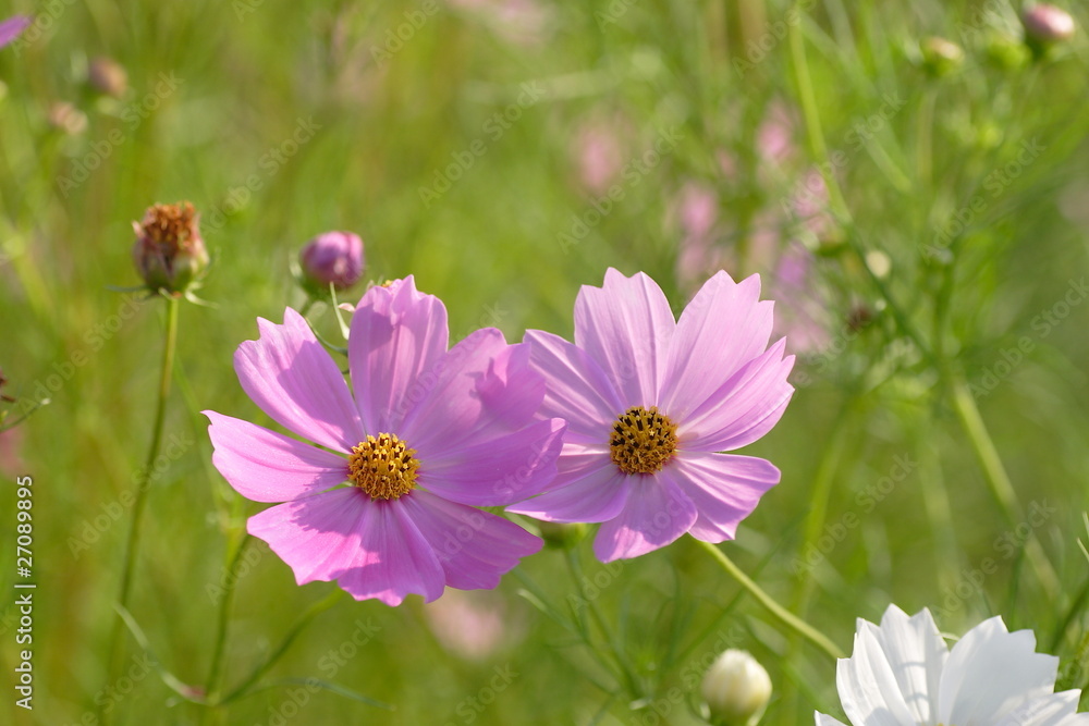 Fototapeta premium コスモス Cosmos