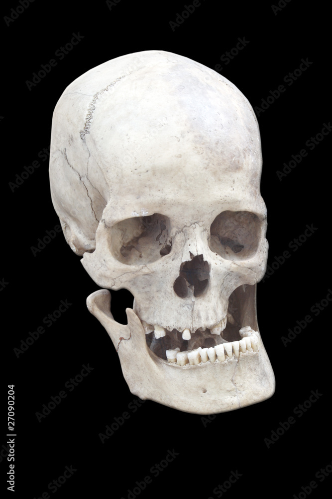 skull skull