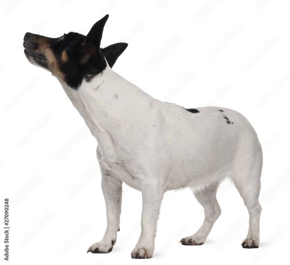 Jack Russell Terrier, 5 years old, standing