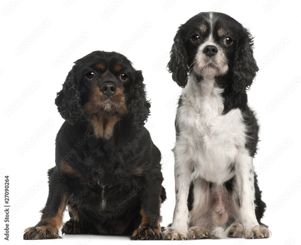 Cavalier King Charles Spaniels, 9 and 7 years old