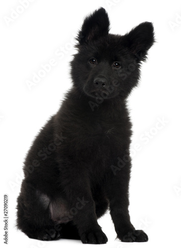 German Shepherd Dog puppy, 10 weeks old, sitting © Eric Isselée
