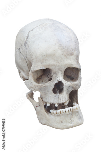 real male skull