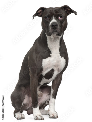 Fototapeta Naklejka Na Ścianę i Meble -  American Pit Bull Terrier, 5 years old, sitting