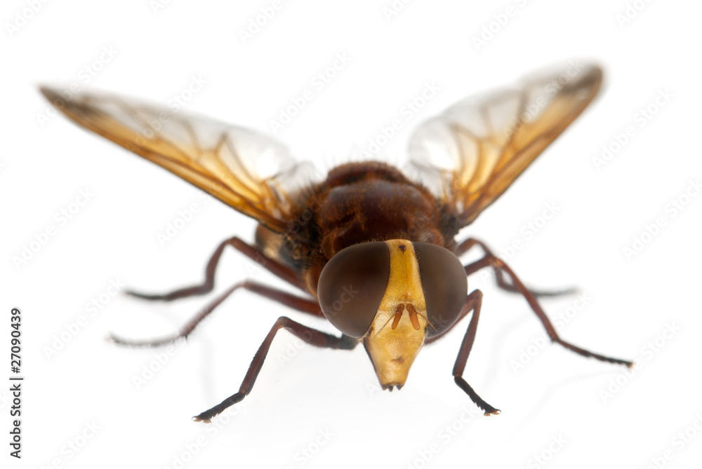 Hornet mimic hoverfly, Volucella zonaria Hornet mimic hoverfly, Volucella zonaria