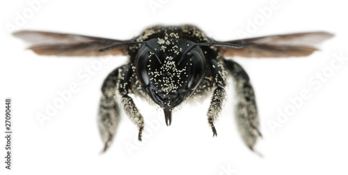 Female Carpenter bee covered with pollen grains, Apis violacea,