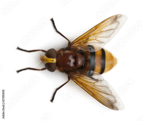 Hornet mimic hoverfly, Volucella zonaria