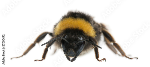 Bumblebee  Bombus sp.  in front of white background