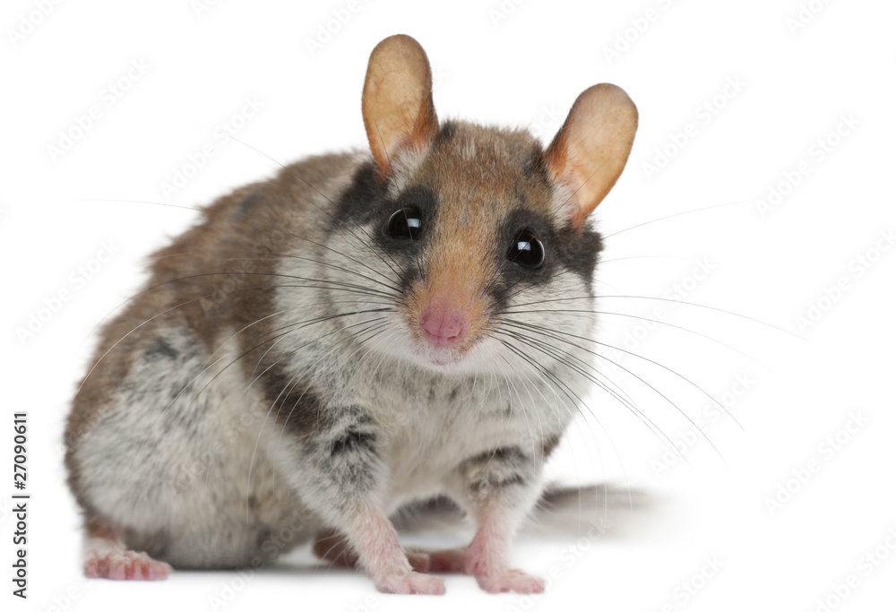 Garden Dormouse, Eliomys Quercinus, in front of white background Garden Dormouse, Eliomys Quercinus, in front of white background