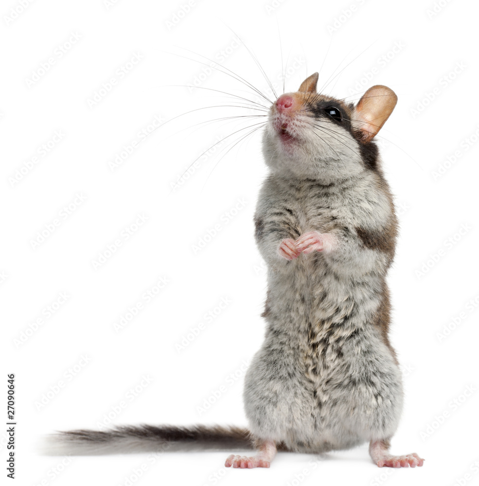 Obraz premium Garden Dormouse, Eliomys Quercinus, in front of white background